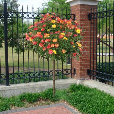 Image showing  Bareroot Rainbow MiniFlora Patio Tree Rose