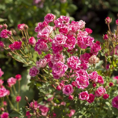 National Plant Network 4 in. Pinku Rose, 3-Pack