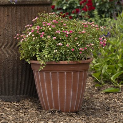 Image showing  4 in. Potted Pink Pinku Rose Plants, 3 pc.