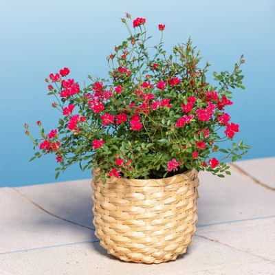 Image showing  4 in. Potted Pink Pinku Rose Plants, 3 pc.