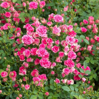 Image showing  4 in. Potted Pink Pinku Rose Plants, 3 pc.