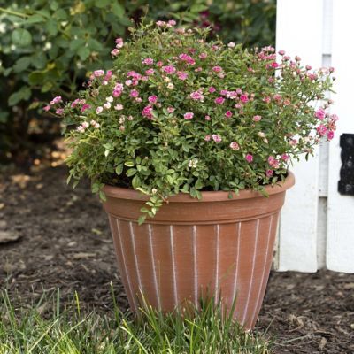 Image showing  4 in. Potted Pink Pinku Rose Plants, 3 pc.