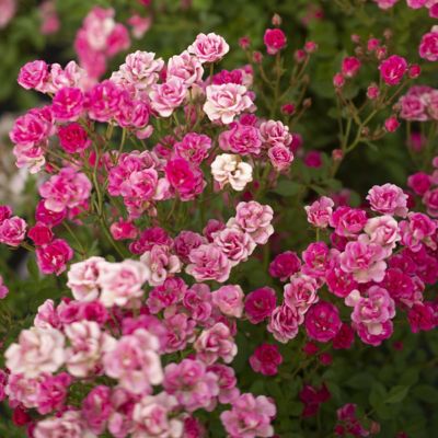 Image showing 5 th National Plant Network 4 in. Potted Pink Pinku Rose Plants, 3 pc.