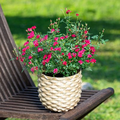 Image showing 6 th National Plant Network 4 in. Potted Pink Pinku Rose Plants, 3 pc.