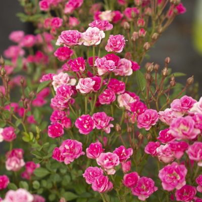 Image showing 7 th National Plant Network 4 in. Potted Pink Pinku Rose Plants, 3 pc.