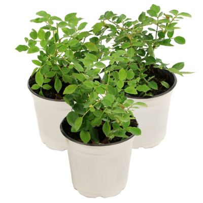 Image showing 8 th National Plant Network 4 in. Potted Pink Pinku Rose Plants, 3 pc.