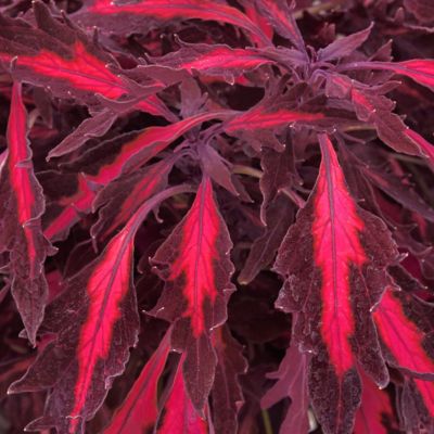 National Plant Network 2.5 in. Coleus FlameThrower Adobe Pink, 3-Pack
