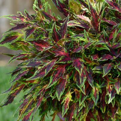 National Plant Network 2.5 in. Coleus FlameThrower Chili Pepper, 3-Pack