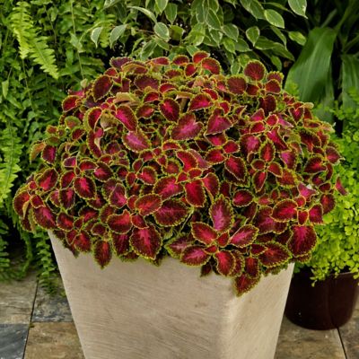Image showing  3.25 in. Coleus PartyTime Pink Berry, 3-Pack