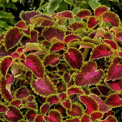 Image showing  3.25 in. Coleus PartyTime Pink Berry, 3-Pack