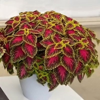 Image showing  3.25 in. Coleus PartyTime Pink Berry, 3-Pack