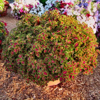 Image showing  3.25 in. Coleus PartyTime Pink Berry, 3-Pack