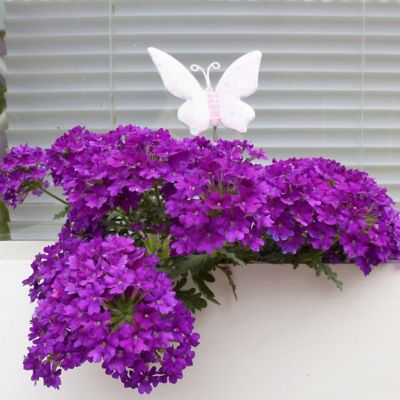Image showing  2.5 in. Verbena Homestead Purple, 3-Pack