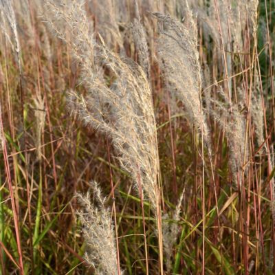 Image showing  1 gal. Adagio Grass