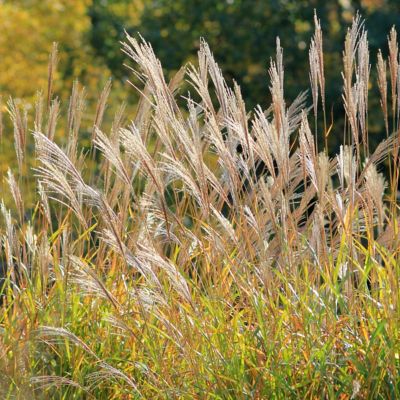 Image showing  1 gal. Adagio Grass