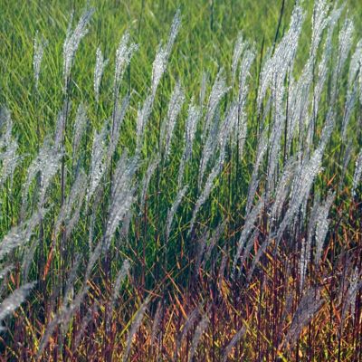 Image showing  4 in. Adagio Grass, 3-Pack