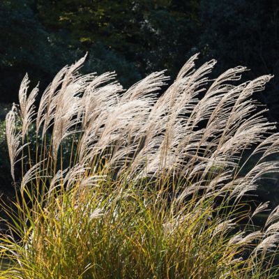 Image showing  4 in. Adagio Grass, 3-Pack