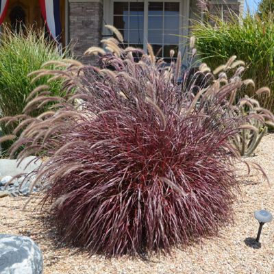 Image showing  4 in. Purple Fountain Grass, 3-Pack