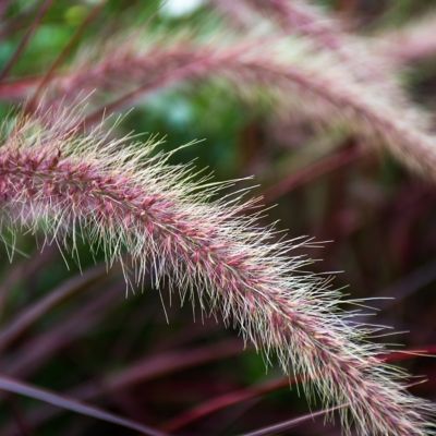 Image showing  4 in. Purple Fountain Grass, 3-Pack