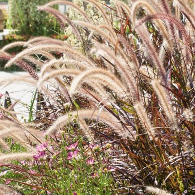 Image showing  4 in. Purple Fountain Grass, 3-Pack