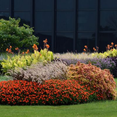 Image showing  4 in. Purple Fountain Grass, 3-Pack