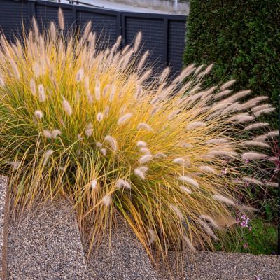 Image showing  4 in. Dwarf Fountain Grass Hamelin, 3-Pack