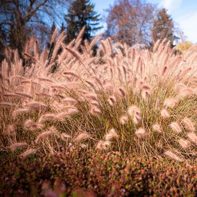 Image showing  4 in. Dwarf Fountain Grass Hamelin, 3-Pack