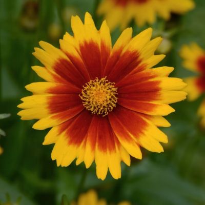 National Plant Network 3.25 in. Coreopsis UpTick Gold and Bronze Coreopsis, 3-Pack
