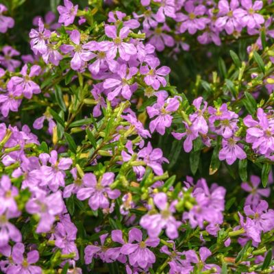 National Plant Network 2.5 in. Cuphea Enchantia Lavender, 3-Pack