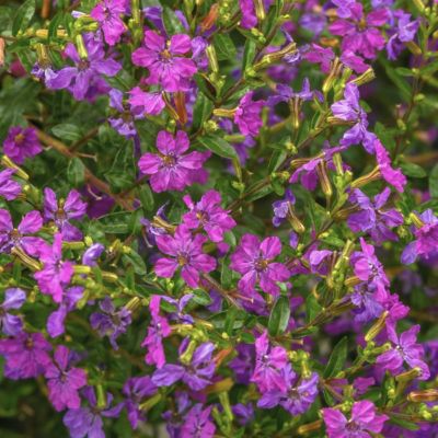 National Plant Network 2.5 in. Cuphea Enchantia Purple, 3-Pack