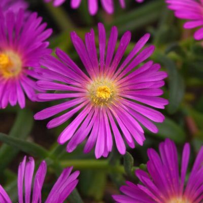 National Plant Network 3.25 in. Delosperma Ocean Sunset Violet Pink, 3-Pack