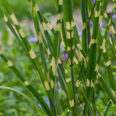 Image showing  3.25 in. Miscanthus Bandwidth Dwarf Maiden Grass, 3-Pack