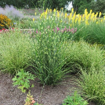 Image showing  3.25 in. Miscanthus Bandwidth Dwarf Maiden Grass, 3-Pack