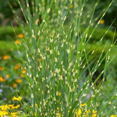 Image showing  3.25 in. Miscanthus Bandwidth Dwarf Maiden Grass, 3-Pack