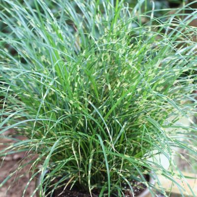 Image showing  3.25 in. Miscanthus Bandwidth Dwarf Maiden Grass, 3-Pack