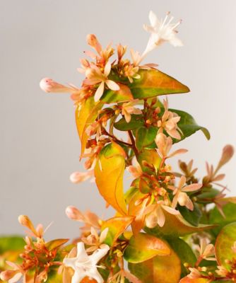 Image showing  4 in. Abelia Peach Perfection, 3-Pack