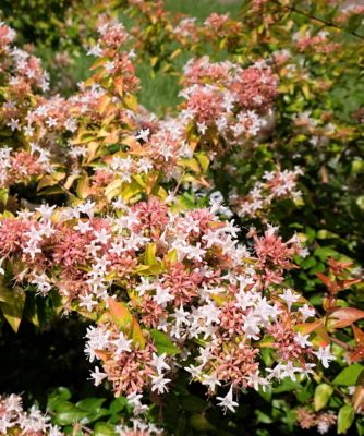 Image showing  4 in. Abelia Peach Perfection, 3-Pack