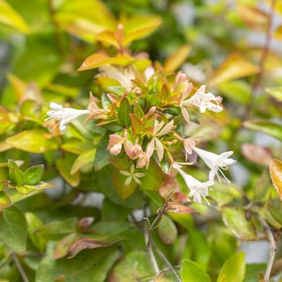 Image showing  4 in. Abelia Peach Perfection, 3-Pack