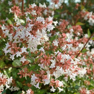 Image showing 5 th National Plant Network 4 in. Abelia Peach Perfection, 3-Pack