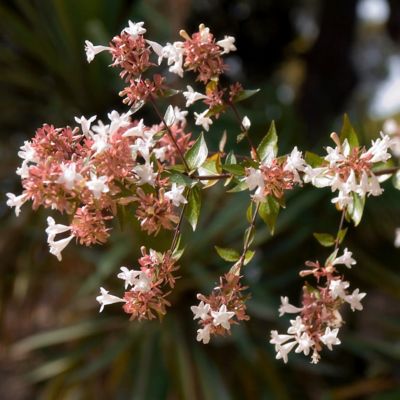 Image showing 6 th National Plant Network 4 in. Abelia Peach Perfection, 3-Pack