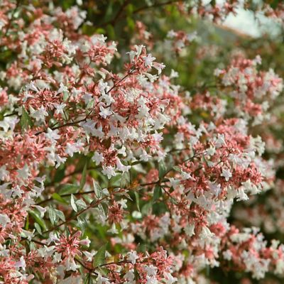Image showing 7 th National Plant Network 4 in. Abelia Peach Perfection, 3-Pack