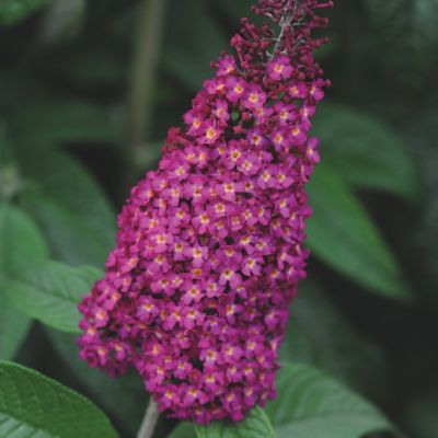 National Plant Network 4 in. Buddleia CranRazz, 3-Pack