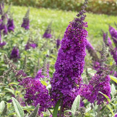 National Plant Network 4 in. Buddleia RoyalRazz, 3-Pack
