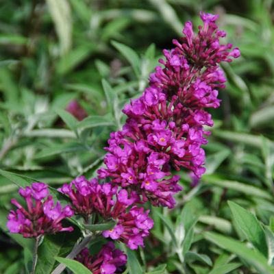 National Plant Network 4 in. Buddleia Tutti Fruiti, 3-Pack