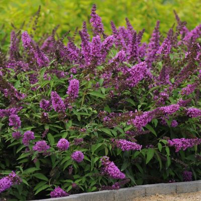Image showing  4 in. Buddleia Tutti Fruiti, 3-Pack