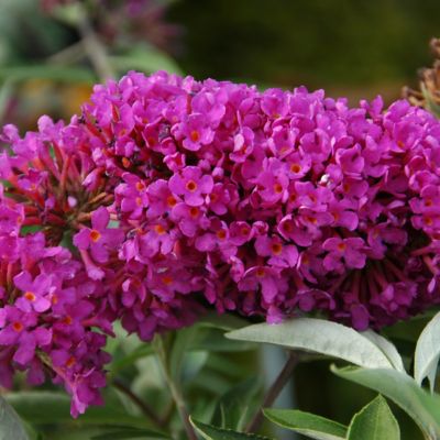 Image showing  4 in. Buddleia Tutti Fruiti, 3-Pack