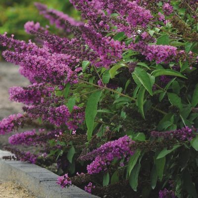 Image showing  4 in. Buddleia Tutti Fruiti, 3-Pack