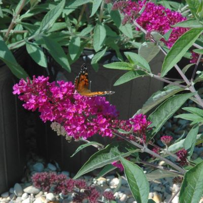 Image showing  4 in. Buddleia Tutti Fruiti, 3-Pack