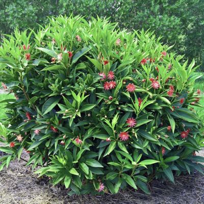 Image showing  4 in. Illicium Scorpio, 3-Pack