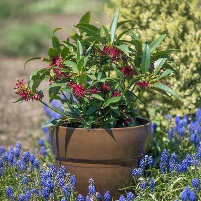 Image showing  4 in. Illicium Scorpio, 3-Pack